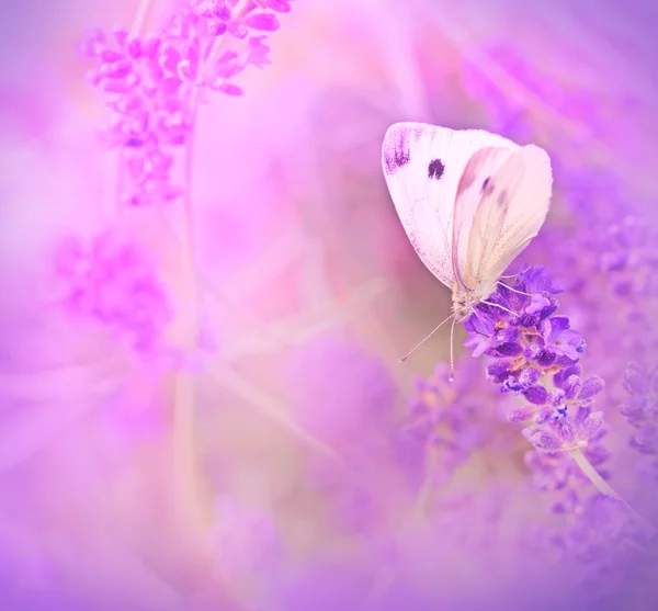 Papillon blanc sur belle lavande — Photo