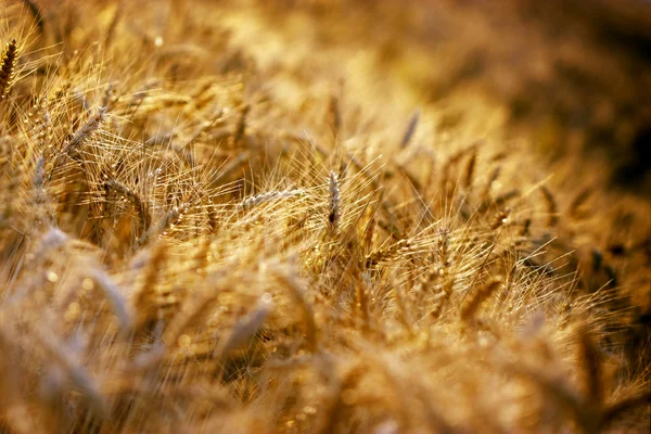 Los rayos del sol poniente iluminan el campo de trigo — Foto de Stock