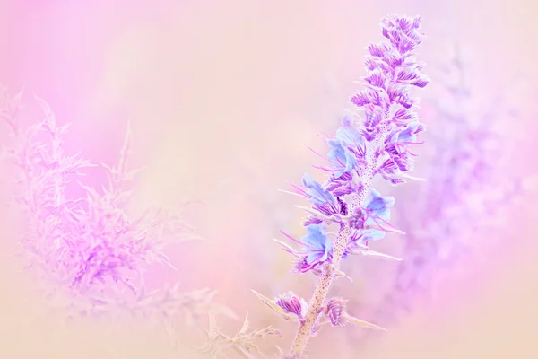 Purple flowers in meadow - springtime — Stock Photo, Image