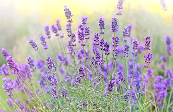 Enfoque suave en lavanda — Foto de Stock