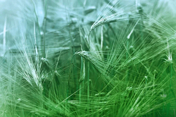 Tânăr câmp de grâu verde — Fotografie, imagine de stoc