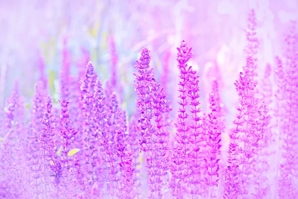 Purple flowers in meadow - springtime — Stock Photo, Image