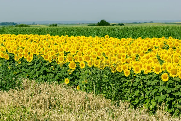 Solros, majs och vete fält — Stockfoto