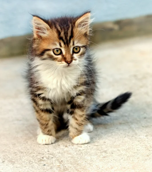 Little kitten of Maine Coon — Stock Photo, Image