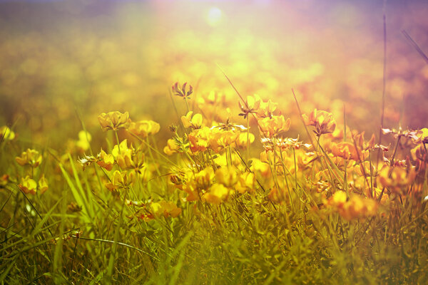 Yellow flowers in spring - meadow