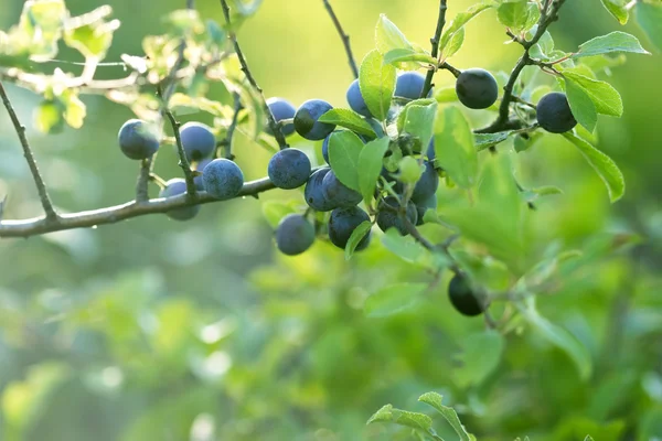 Bessen fruit (forest fruit - tak met sloe) — Stockfoto