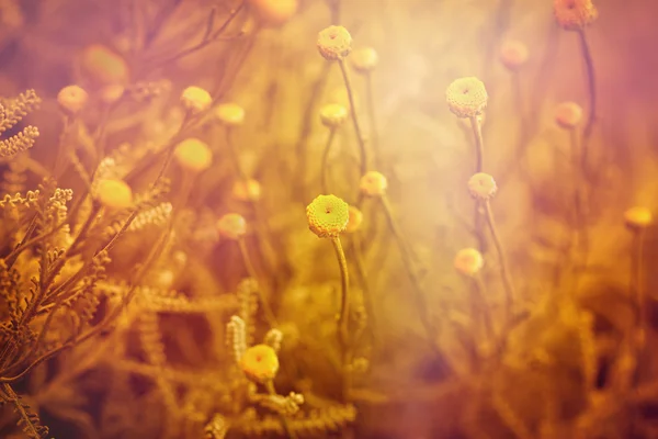 Yellow flowers in spring - meadow — Stock Photo, Image