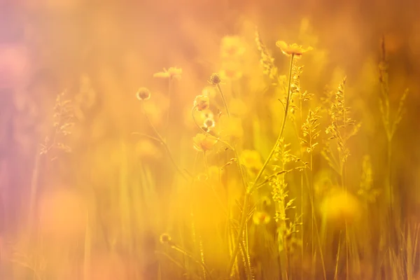 Gula blommor på våren - äng — Stockfoto