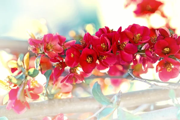 Árvore frutífera florescente - floração — Fotografia de Stock