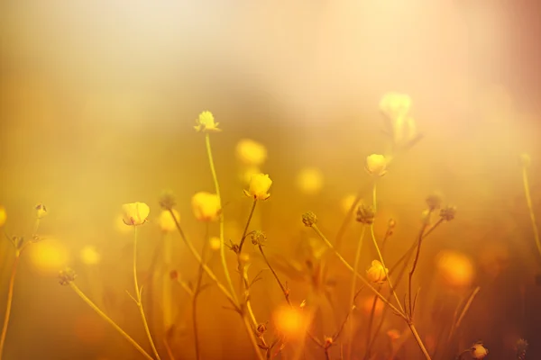 Flores amarelas em floração, na primavera — Fotografia de Stock