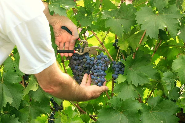 Cueillette des raisins - temps de récolte — Photo