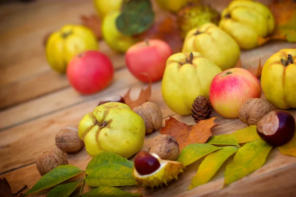 Autumn fruit - Autumn harvest — Stock Photo, Image