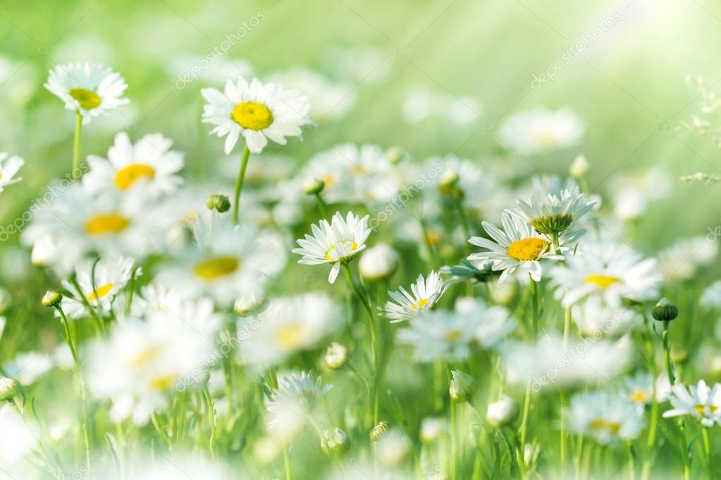 Daisy (spring daisy) in grass, in a meadow