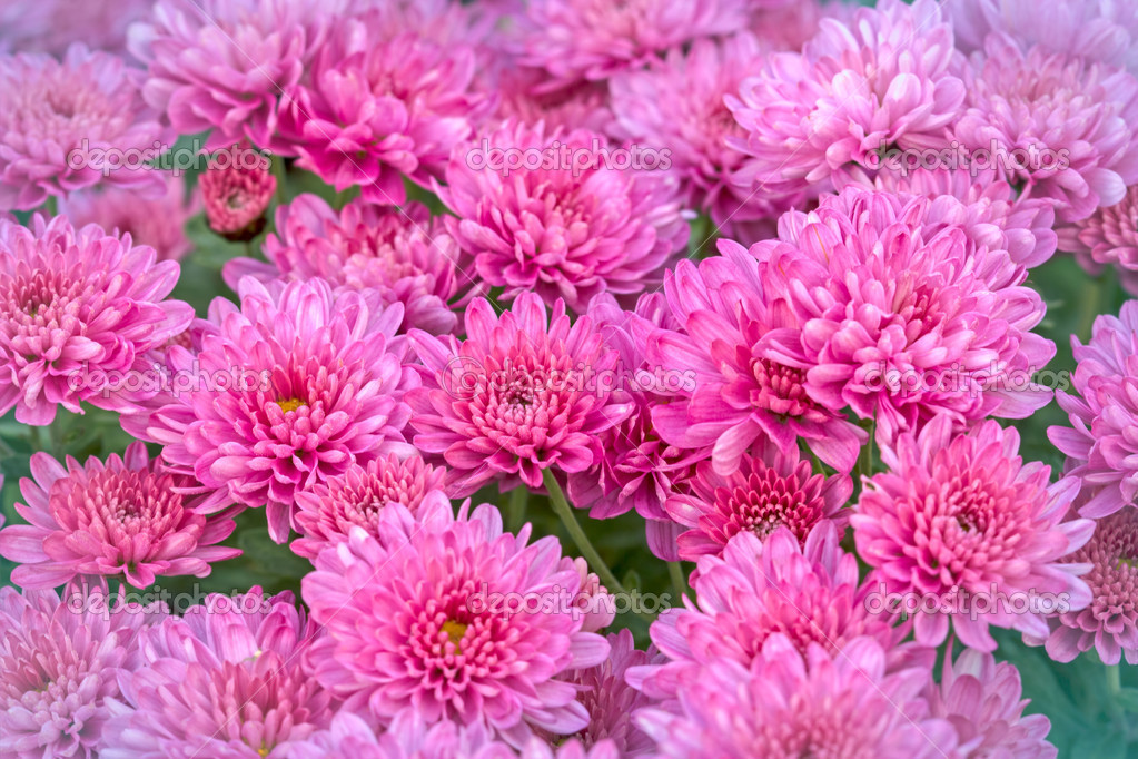 Chrysanthemum (feverfew) Purplish pink flowers closeup