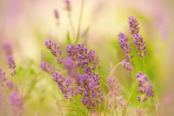 Lavender in my garden — Stock Photo, Image