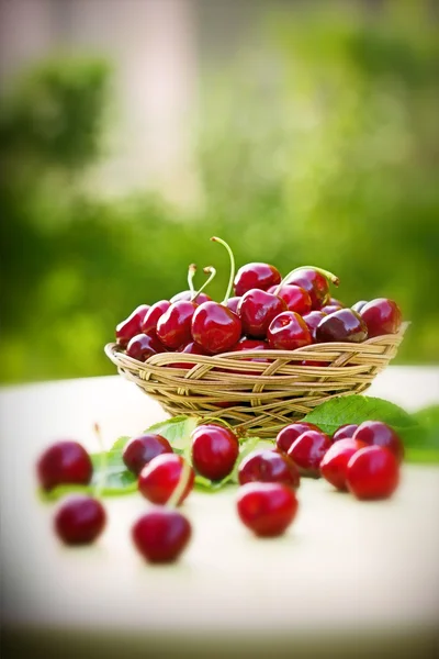 Čerstvé organické třešně — Stock fotografie