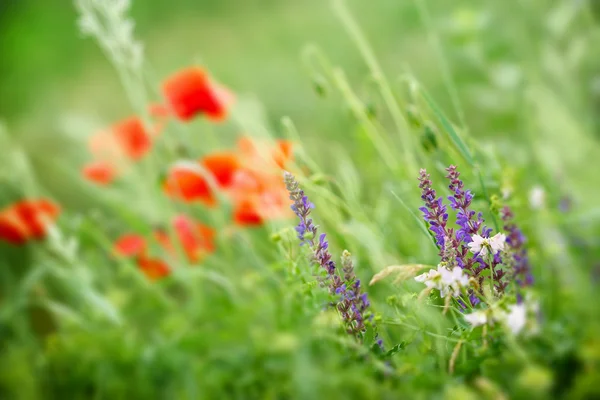 Fiore di papavero - fiore selvatico e luce del sole — Foto Stock