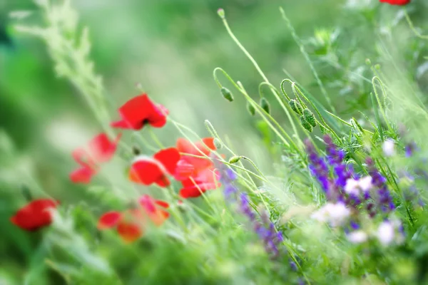 Fiori di papavero rosso in erba — Foto Stock