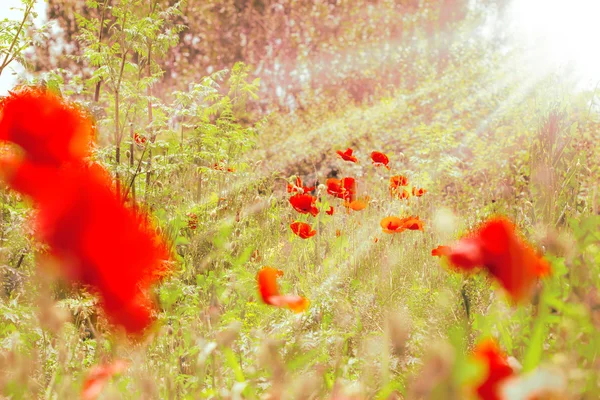 Fiori di papavero rosso in erba — Foto Stock