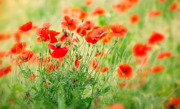 Rode papaver bloemen in gras — Stockfoto