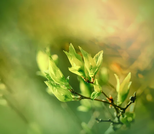 Hojas de primavera frescas, jóvenes y verdes —  Fotos de Stock