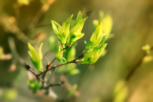 Folhas frescas, jovens e verdes da primavera — Fotografia de Stock