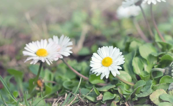 Disy kecil (spring daisy) di padang rumput — Stok Foto