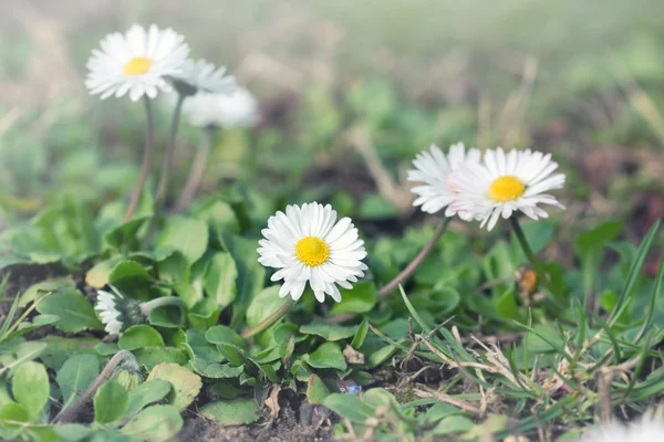 Little daisy (spring daisy) in a meadow — Stock Photo, Image