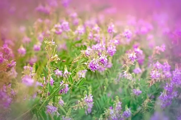 Flor silvestre púrpura (flor del prado) en primavera — Foto de Stock