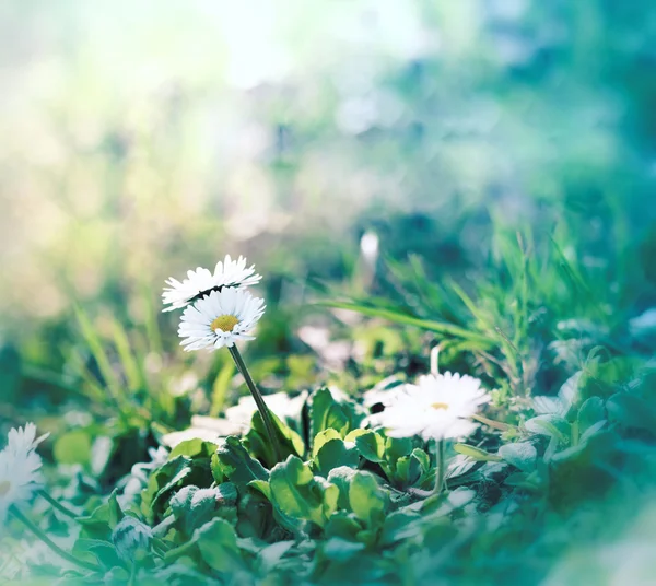 Belle petite marguerite (marguerite printanière) dans l'herbe — Photo