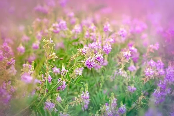 Gyönyörű lila virág meadow — Stock Fotó