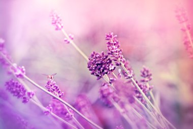 Lavanta yumuşak odak