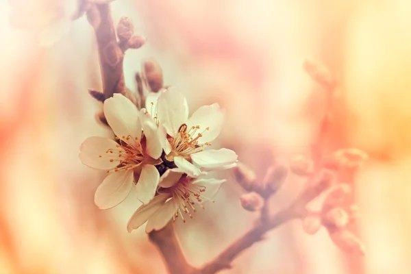 Blooming fruit tree - flowering — Stock Photo, Image