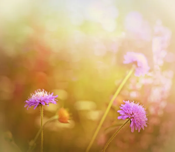 Beautiful purple flower in meadow — Stock Photo, Image