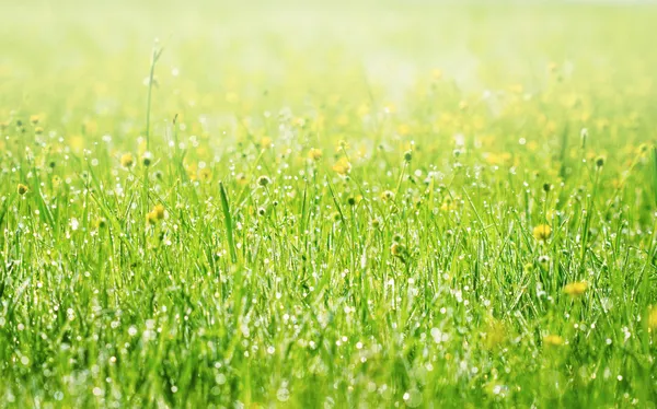 Весенняя трава покрыта утренней росой — стоковое фото