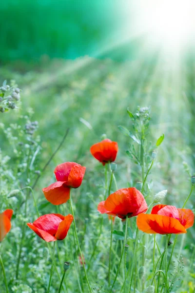 Fiori di papavero rosso in erba (in prato ) — Foto Stock