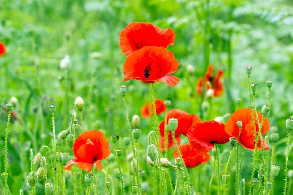 Red  poppy flowers in grass (in meadow) — Stock Photo, Image