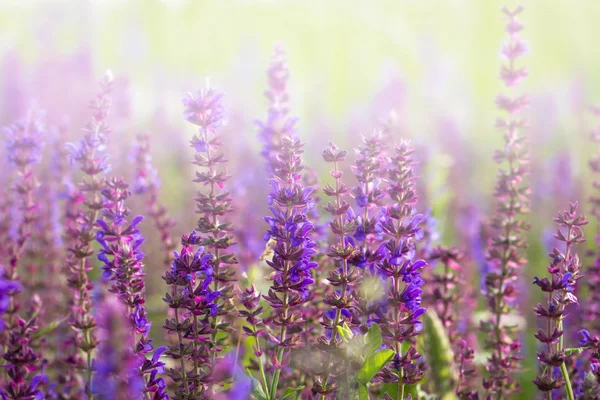 Beautiful purple flower in meadow — Stock Photo, Image