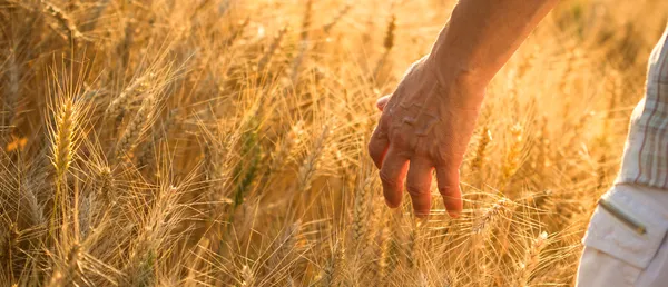 Slutet av dagen, nöjd bonden går med hand i vete — Stockfoto