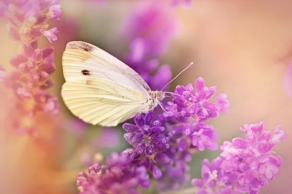 Farfalla bianca sulla lavanda (primo piano ) — Foto Stock