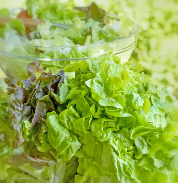 Świeża sałata organicznych — Zdjęcie stockowe