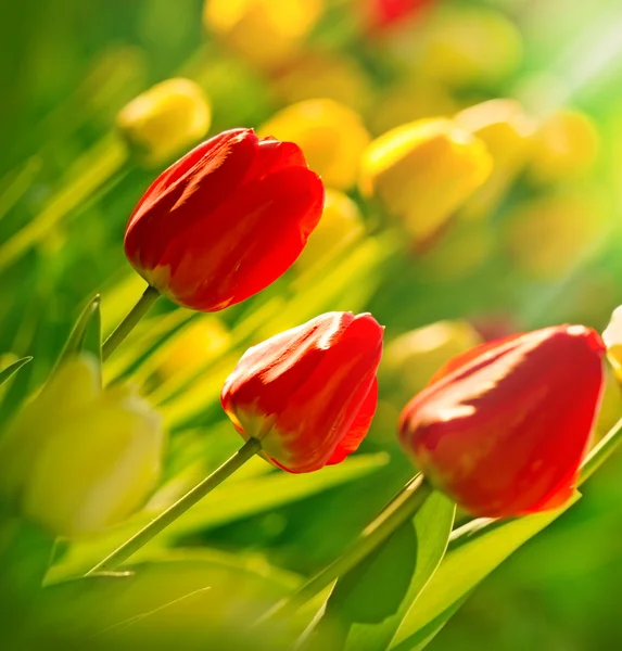 Garden with tulips illuminated by sunlight — Stock Photo, Image
