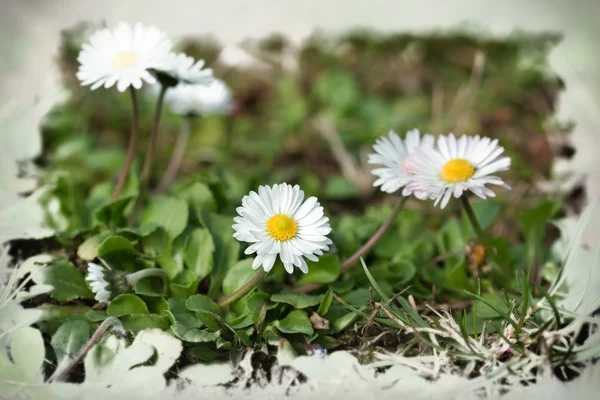 Daisy - Spring daisy in a meadow — Stok Foto