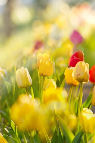 Garden with tulips illuminated by sunlight — Stock Photo, Image