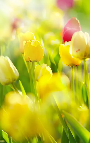 Garden with tulips illuminated by sunlight — Stock Photo, Image