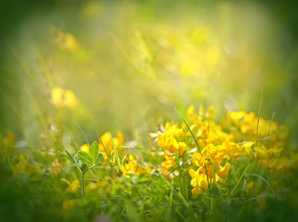 Beautiful yellow meadow flowers — Stock Photo, Image