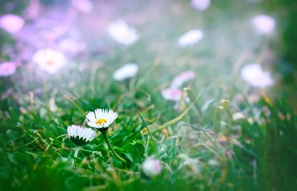 Daisy - Spring daisy in a meadow