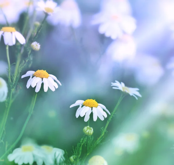 Daisy - Spring daisy in a meadow — Stock Photo, Image