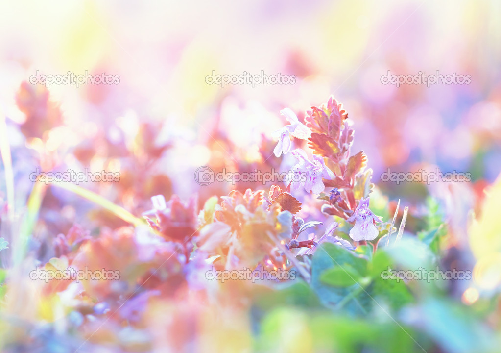 Beautiful purple meadow flowers in spring