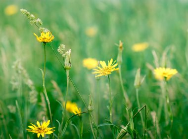 güzel sarı çayır çiçekler